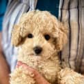 Photo of Saffy