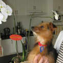 Photo of Digby (On Trial 26/1/13 With Rigby)