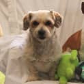 Photo of Fonzie