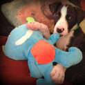 Photo of Shelby (On Trial 3/02/13)