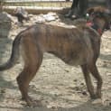 Photo of Sheba
