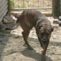 Photo of Sheba