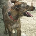 Photo of Sheba