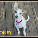 Photo of Honey (On Trial 18/5/13)