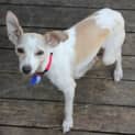 Photo of Honey (On Trial 18/5/13)