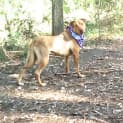 Photo of Jedda (On Trial 16/1/13)