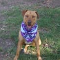 Photo of Jedda (On Trial 16/1/13)