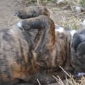 Photo of Pups Staffy X Rotty 7, 5 M,3 F