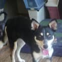 Photo of Molly #1426