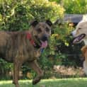 Photo of Ebony (Adopted 1/10/13)
