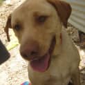 Photo of Gordy