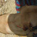 Photo of Gordy