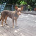 Photo of Murphy