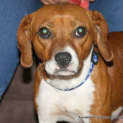 Photo of Missy (2) (On Trial 21/1/13)