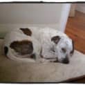 Photo of Nelson (On Trial 17/2/13)