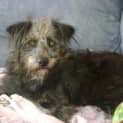 Photo of Shaggy