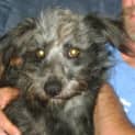Photo of Shaggy