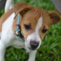 Photo of Pippa