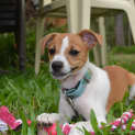 Photo of Pippa