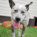 Photo of Dotty (On Hold Pending Adoption 25/1/13)