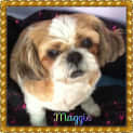 Photo of Maggie (On Trial 19/1/13)