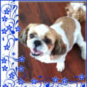 Photo of Maggie (On Trial 19/1/13)