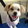 Photo of Scamp (On Hold Deposit Taken)