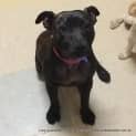 Photo of Lucy (On Trial 29/1/13)