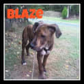 Photo of Blaze (On Trial 10/5/13)