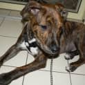 Photo of Blaze (On Trial 10/5/13)