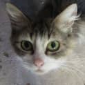 Photo of Clover