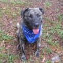 Photo of Rocky (5) (On Trial 2/3/13)