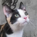 Photo of Patches