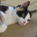 Photo of Patches