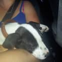 Photo of Benny (2) (On Trial 20/2/13)