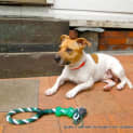 Photo of Buddy (On Trial 9/2/13)