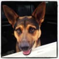 Photo of Shadow (On Trial 24/1/13)