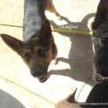 Photo of Shadow (On Trial 24/1/13)