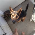 Photo of Shadow (On Trial 24/1/13)
