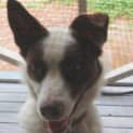 Photo of Turbo (On Trial 22/2/13)