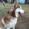 Photo of Lara (On Trial 28/4/13)