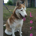 Photo of Lara (On Trial 28/4/13)