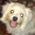 Photo of Benson