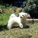 Photo of Benson