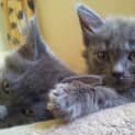 Photo of Shania & Shanelle (Kittens Rehome Together)