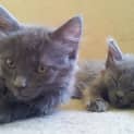 Photo of Shania & Shanelle (Kittens Rehome Together)