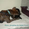 Photo of Blaze (On Trial 10/5/13)