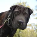 Photo of Rolly