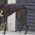Photo of Coco Checking Out Her New Home