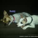 Photo of Buddy (On Trial 9/2/13)